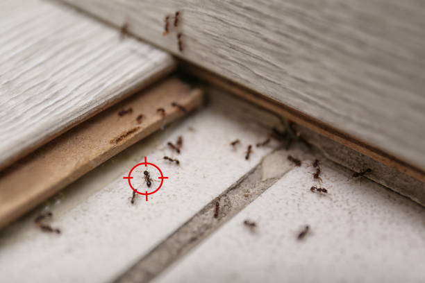 Best Pest Removal Services  in Northport, NY